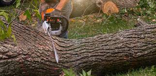 Why Choose Our Tree Removal Services in Oxon Hill, MD?